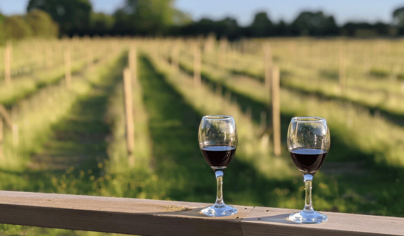 Vineyard Tour And Tastings